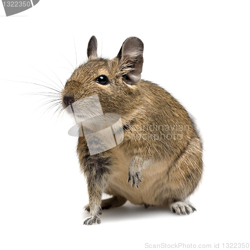 Image of degu