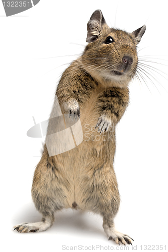 Image of standing degu