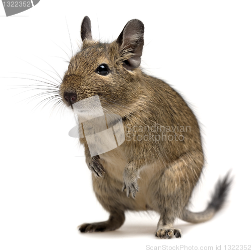 Image of funny degu