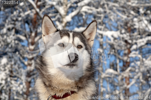 Image of sled dog close-up