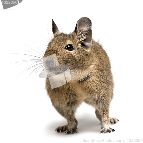 Image of funny degu