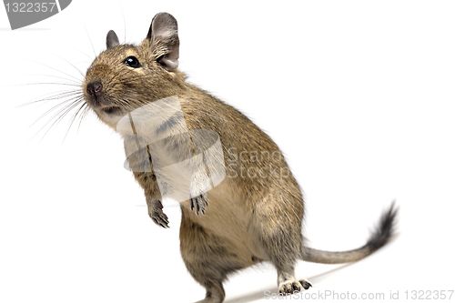 Image of funny degu