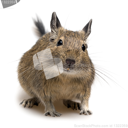 Image of degu pet