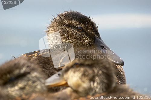 Image of Baby ducks