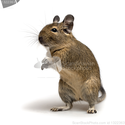 Image of standing degu