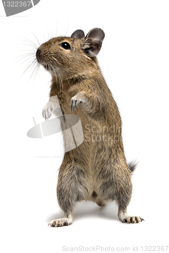 Image of standing degu