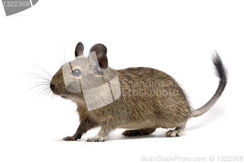 Image of degu