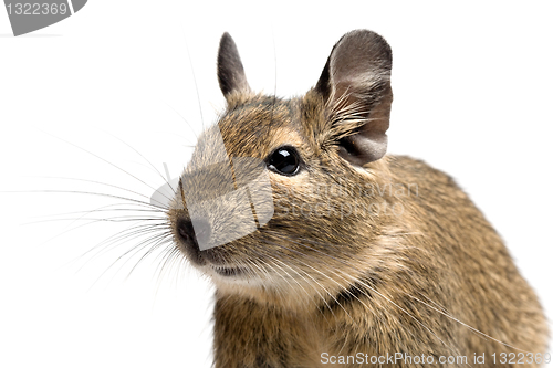 Image of degu closeup