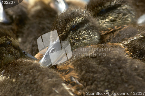 Image of Baby ducks