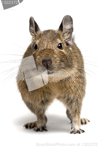 Image of degu