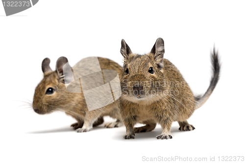 Image of degu pets