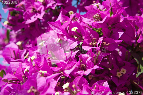 Image of magenta flowers pattern closeup