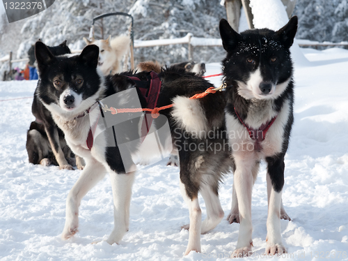 Image of sled dogs