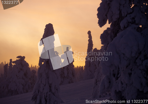 Image of frozen trees silhouettes