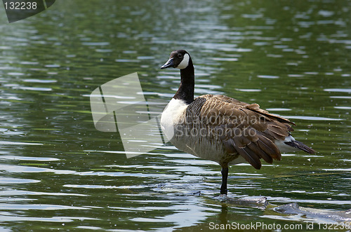 Image of Canada Goose