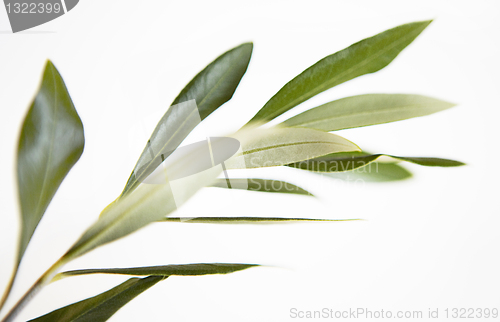 Image of olive branch, Olea europaea