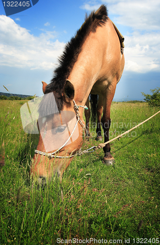 Image of Brown horse