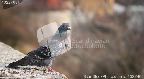 Image of Pigeon 