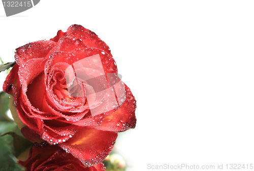 Image of Red rose