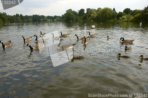 Image of Geese