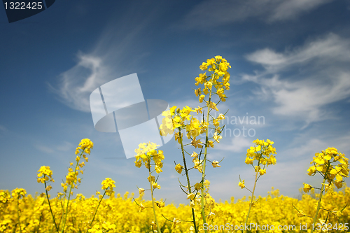 Image of rape field