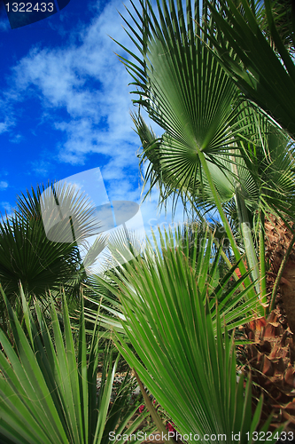 Image of palm