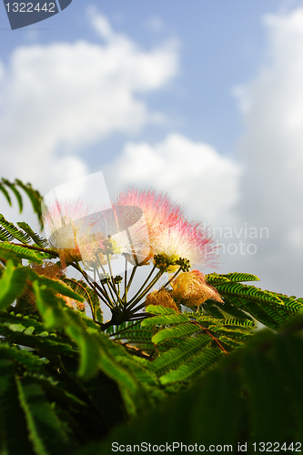 Image of Flowers of acacia, Albizzia julibrissin.