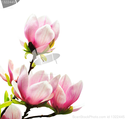 Image of Spring magnolia tree blossoms