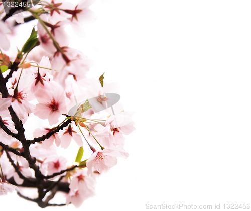 Image of Cherry blossom 