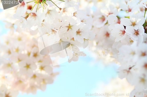 Image of Cherry blossom against