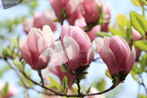 Image of Magnolia tree