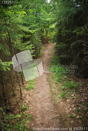 Image of trail in a dense forest 