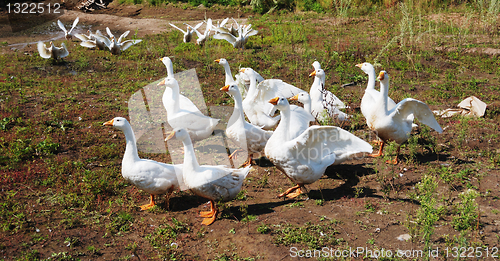 Image of flock of domestic geese 