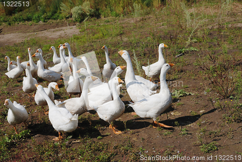 Image of flock of domestic geese 