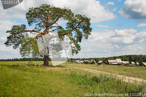 Image of three hundred pine on the outskirts of the village