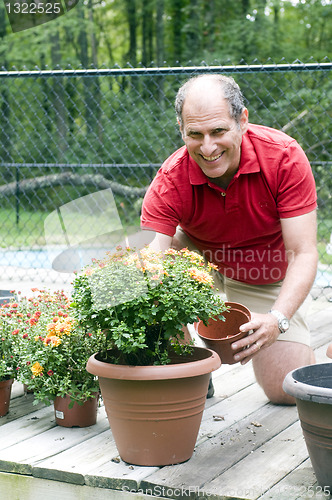 Image of man gardening planting mums