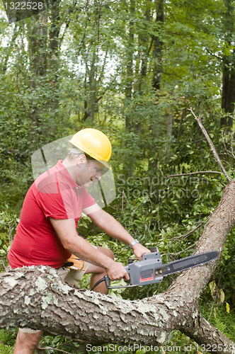 Image of   tree surgeon using chain saw fallen tree