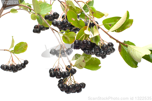 Image of Aronia.