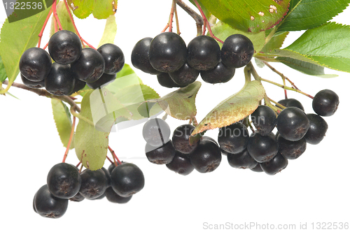 Image of Aronia.