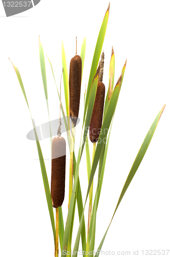 Image of Reed mace.