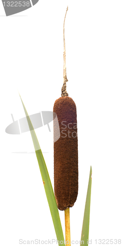 Image of Reed mace.