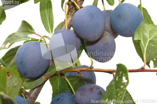 Image of Plums.