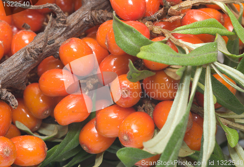 Image of Sea-buckthorn.