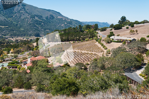 Image of Hillside vineyard