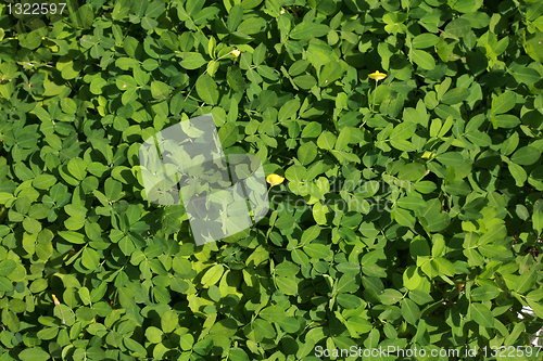 Image of green leaves background 
