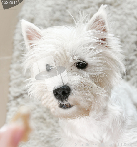 Image of West highland white terrier