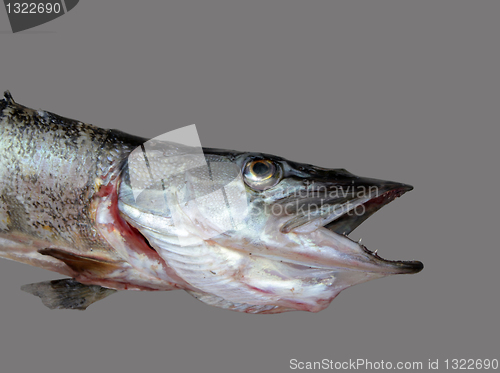 Image of Pike Fish