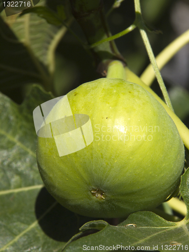 Image of Fig on tree