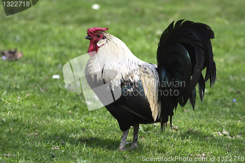 Image of Rooster