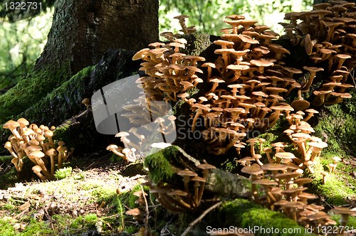 Image of A town of mushrooms